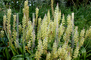 Picture of Lachenalia pallida 