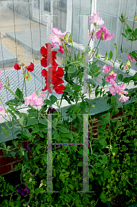 Picture of Lathyrus odoratus 'Explorer'