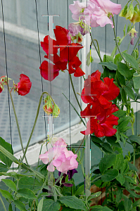 Picture of Lathyrus odoratus 'Explorer'