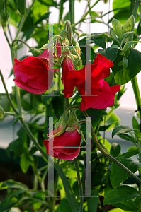 Picture of Lathyrus odoratus 'Explorer'