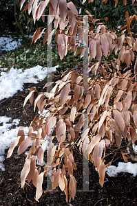 Picture of Lindera glauca salicifolius 