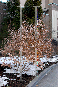 Picture of Lindera glauca salicifolius 