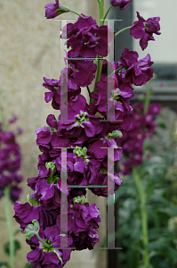 Picture of Matthiola incana 