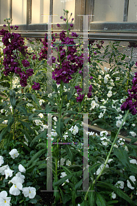 Picture of Matthiola incana 