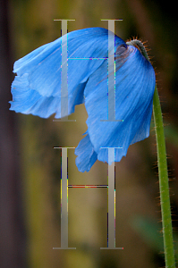 Picture of Meconopsis betonicifolia 'Lingholm'