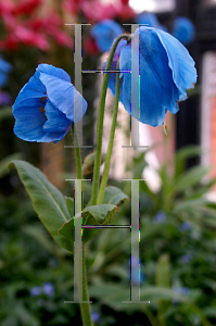 Picture of Meconopsis betonicifolia 'Lingholm'