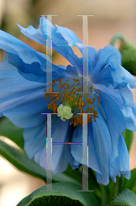 Picture of Meconopsis betonicifolia 'Lingholm'
