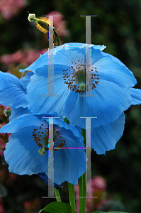 Picture of Meconopsis betonicifolia 'Lingholm'