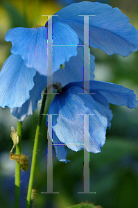 Picture of Meconopsis betonicifolia 'Lingholm'