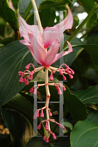 Picture of Medinilla magnifica 