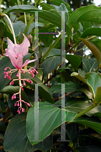 Picture of Medinilla magnifica 