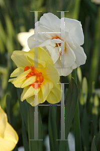 Picture of Narcissus x hybridus 