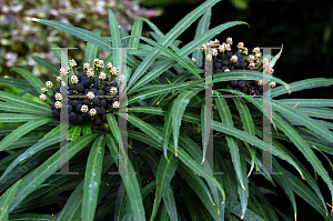 Picture of Osmoxylon spp. 