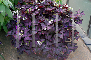 Picture of Oxalis triangularis 