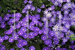 Picture of Pericallis x hybrida 