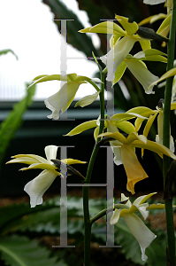 Picture of Phaius tankervilliae var. alba 