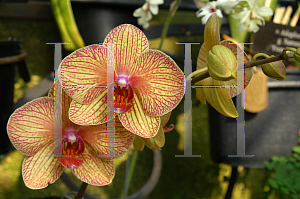 Picture of Phalaenopsis x 'Blandans Kaleidoscope'