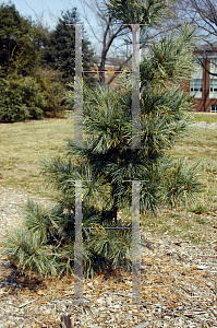 Picture of Pinus koraiensis 'Morris Blue'
