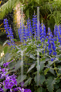 Picture of Plectranthus thyrsoideus 