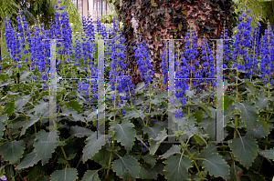 Picture of Plectranthus thyrsoideus 