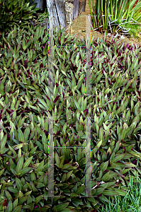 Picture of Tradescantia spathacea 