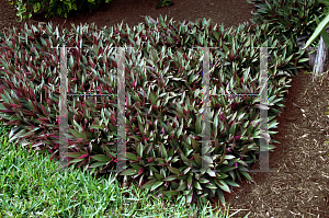 Picture of Tradescantia spathacea 