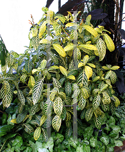 Picture of Sanchezia speciosa 