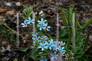 Picture of Tweedia caerulea 