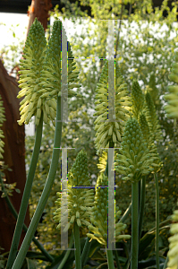 Picture of Veltheimia bracteata 