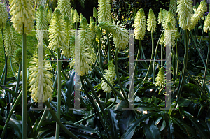 Picture of Veltheimia bracteata 