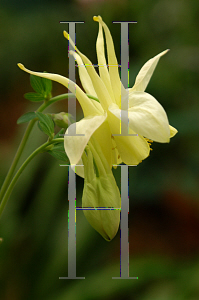 Picture of Aquilegia x hybrida 'McKana's Giant'