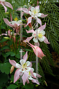 Picture of Aquilegia x hybrida 'McKana's Giant'