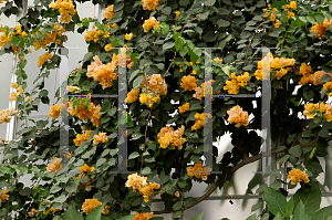 Picture of Bougainvillea x buttiana 'Golden Glow'