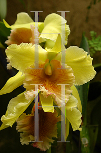 Picture of X Brassolaeliocattleya  'Ojai Verte'