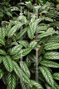 Picture of Ctenanthe oppenheimiana 'Tricolor'