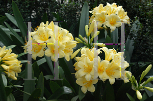 Picture of Clivia miniata var. citrina 