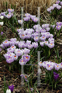 Picture of Crocus x hybridus 