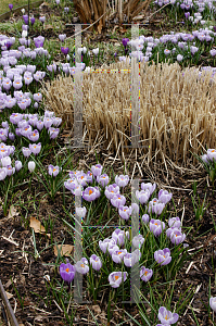 Picture of Crocus x hybridus 