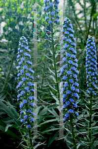 Picture of Echium candicans 