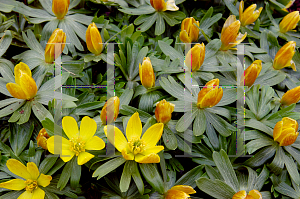 Picture of Eranthis hyemalis 