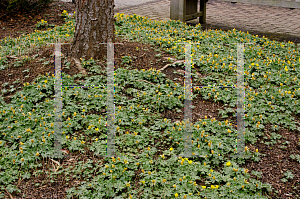 Picture of Eranthis hyemalis 