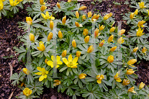 Picture of Eranthis hyemalis 