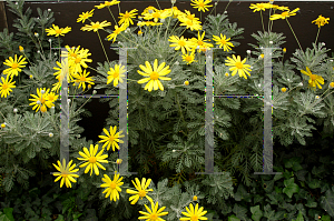 Picture of Euryops pectinatus 