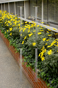 Picture of Euryops pectinatus 