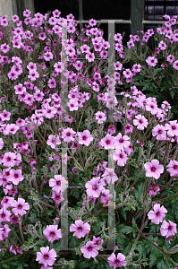 Picture of Geranium canariense 