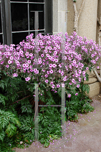 Picture of Geranium canariense 