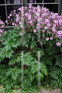 Picture of Geranium canariense 