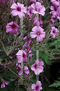 Picture of Geranium canariense 