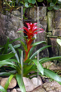 Picture of Guzmania  'Irene'