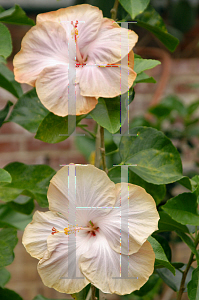 Picture of Hibiscus rosa-sinensis 'Daddy's Girl'